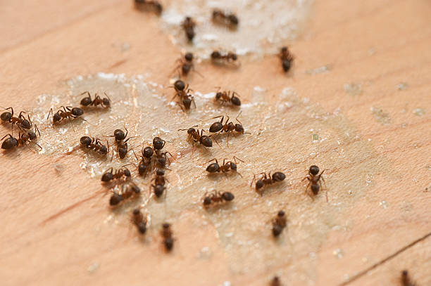 Reliable Kouts, IN Pest Control Solutions
