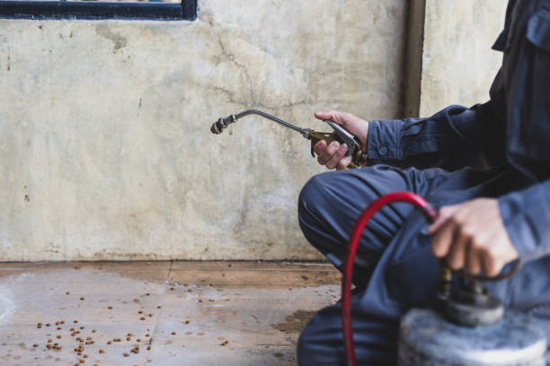 Best Local Pest Control Services  in Kouts, IN